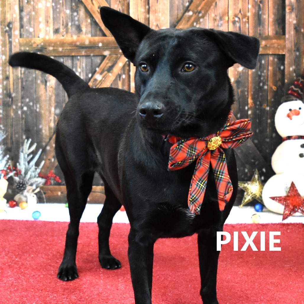 Pixie