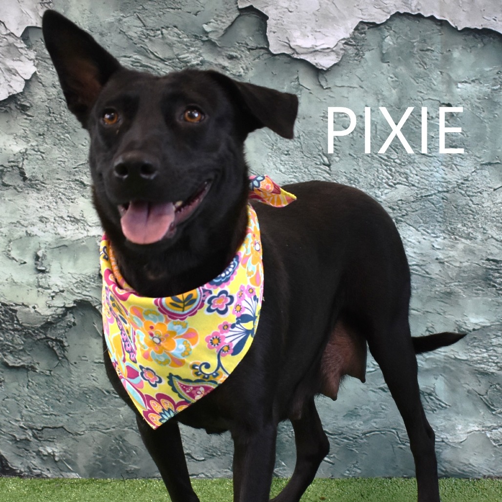 Pixie