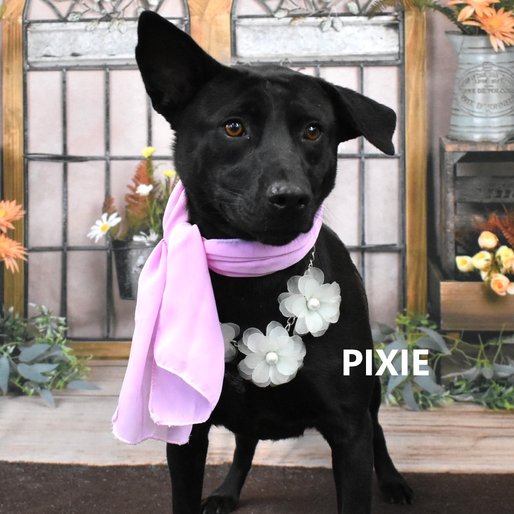 Pixie