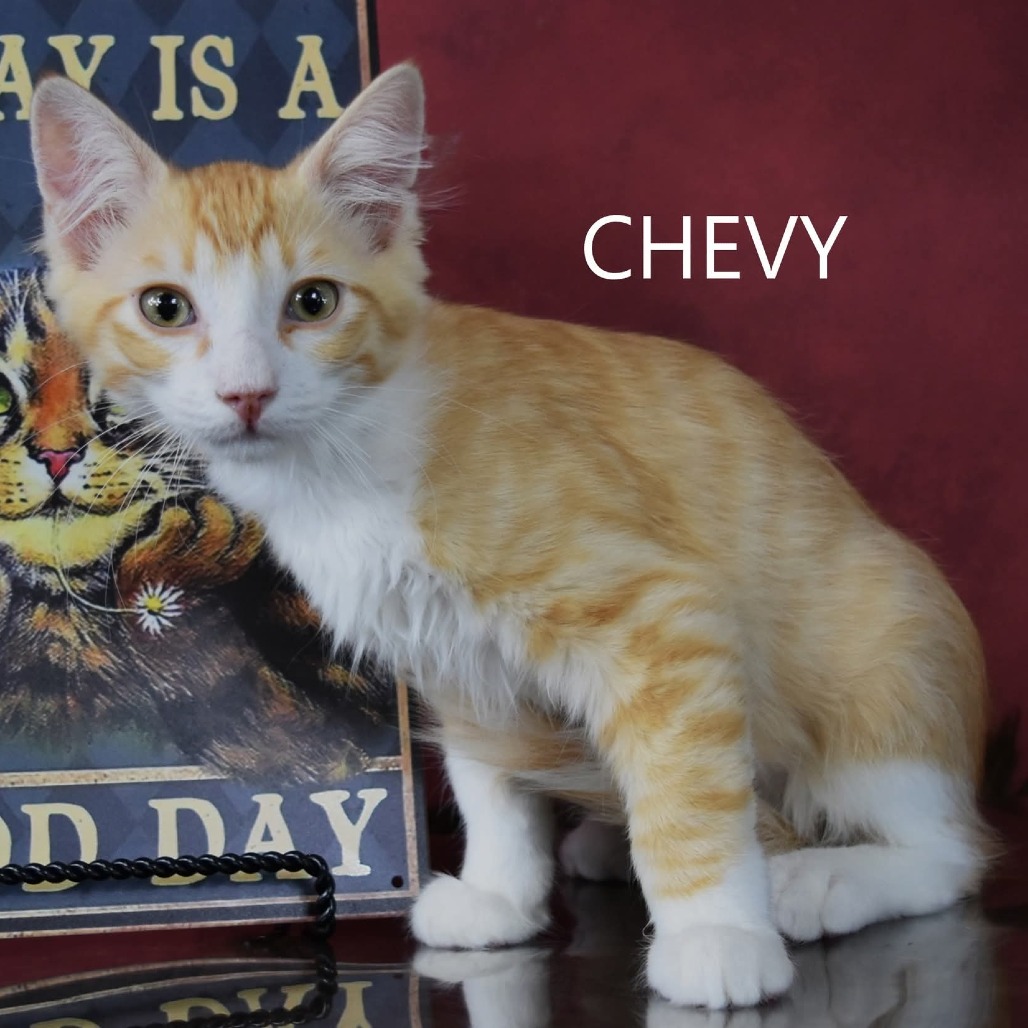 Chevy