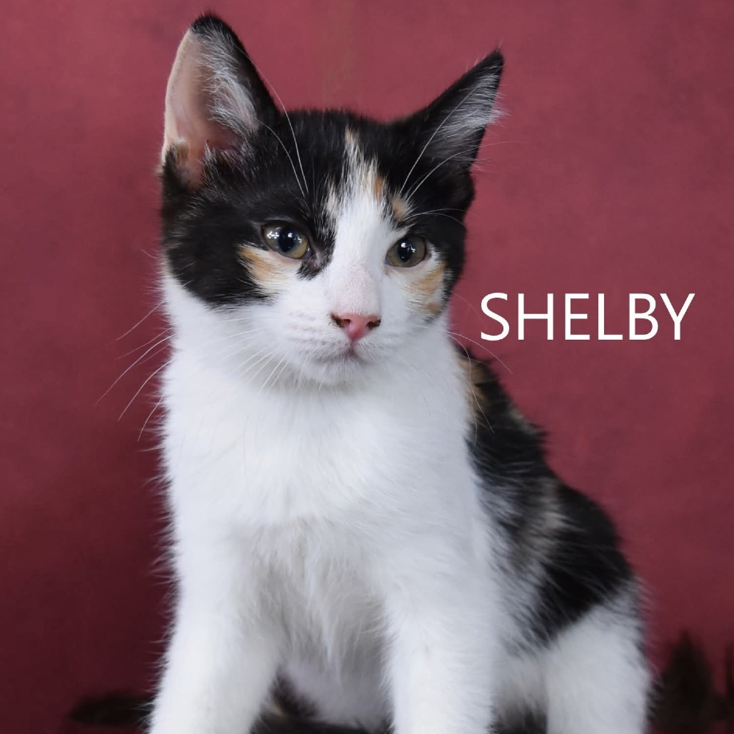 Shelby