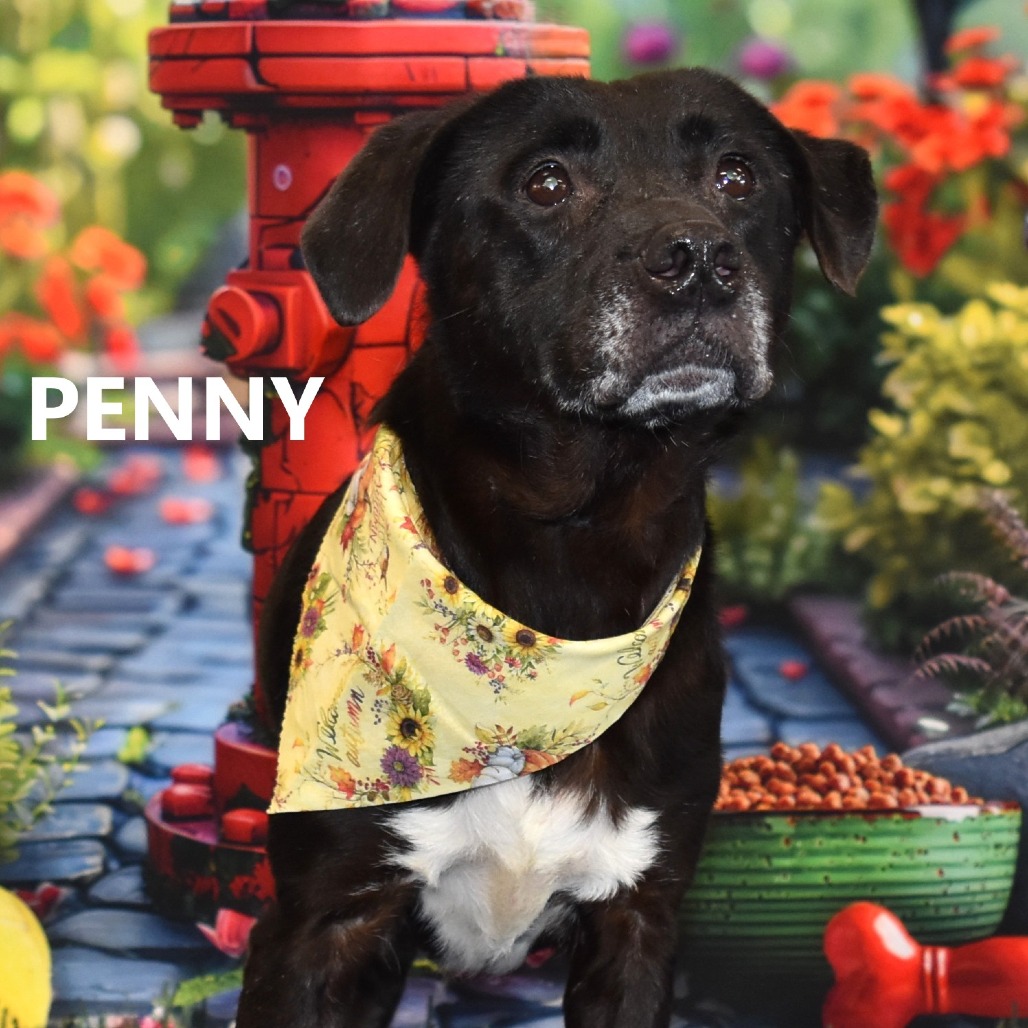 Penny