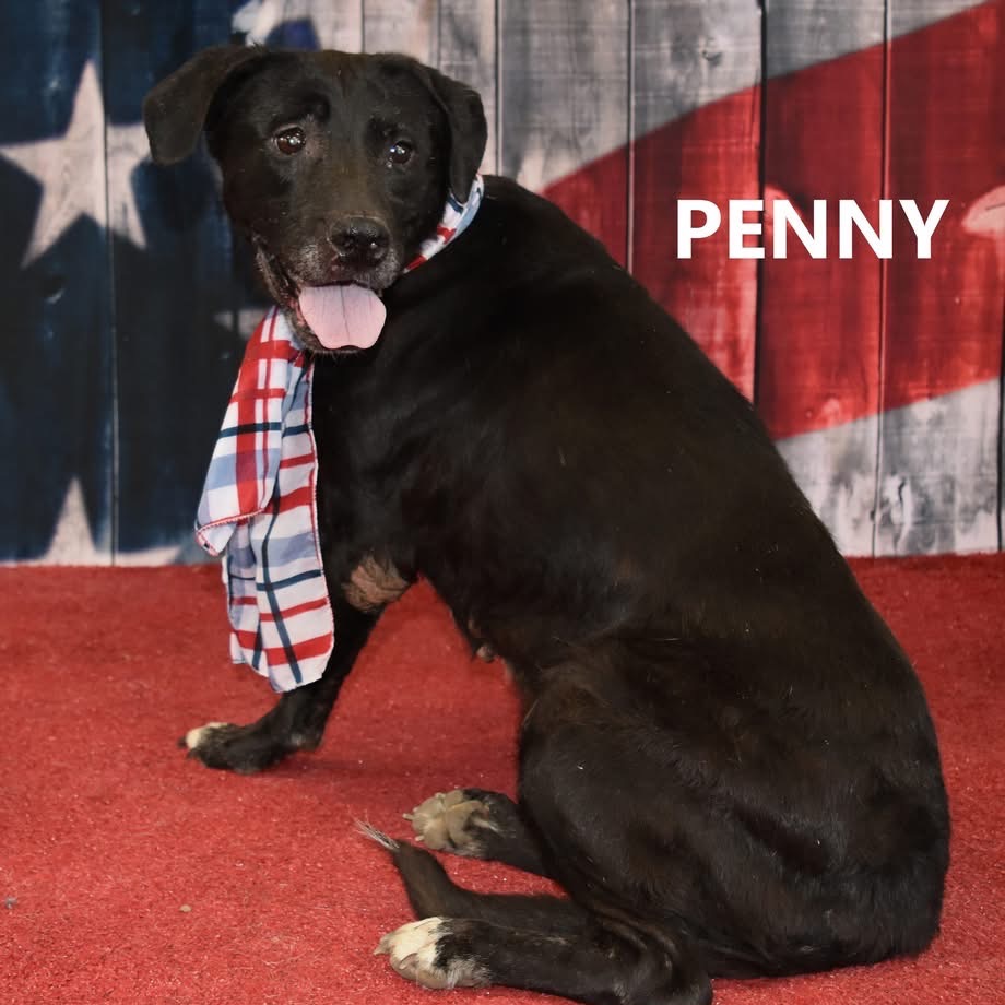 Penny