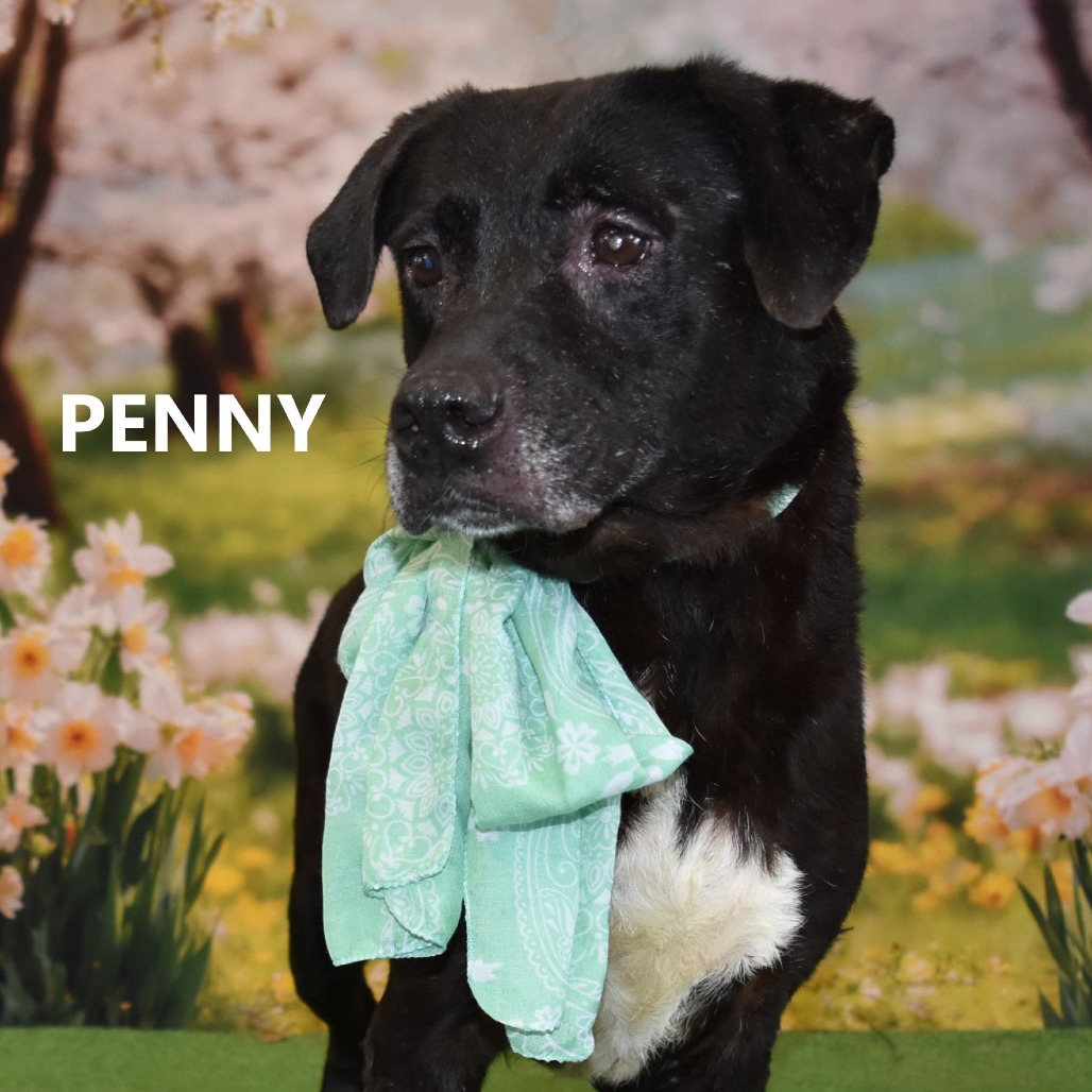 Penny