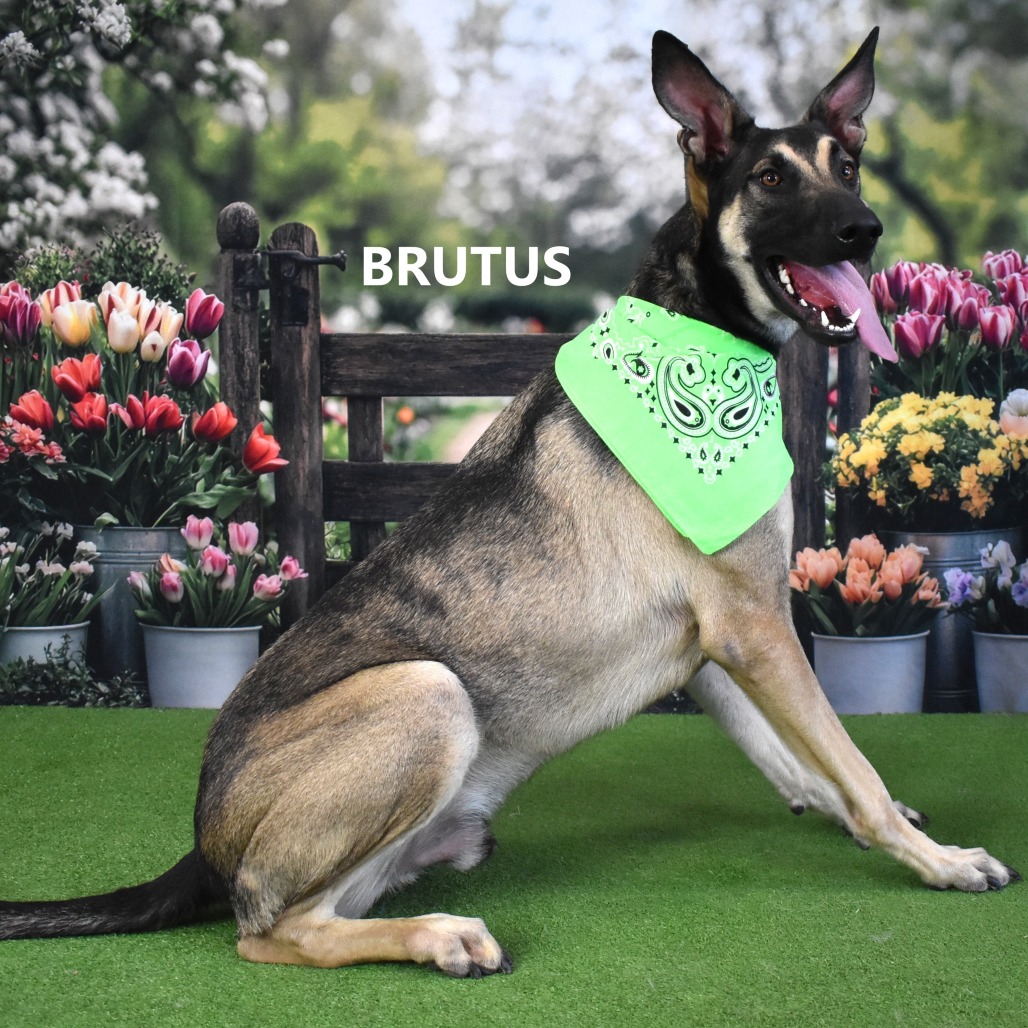 Brutus