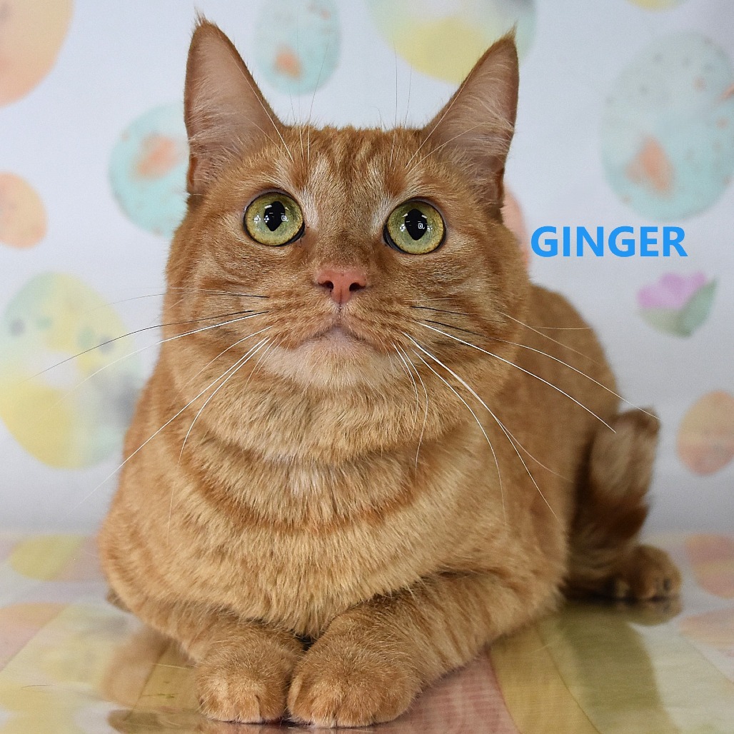 Ginger