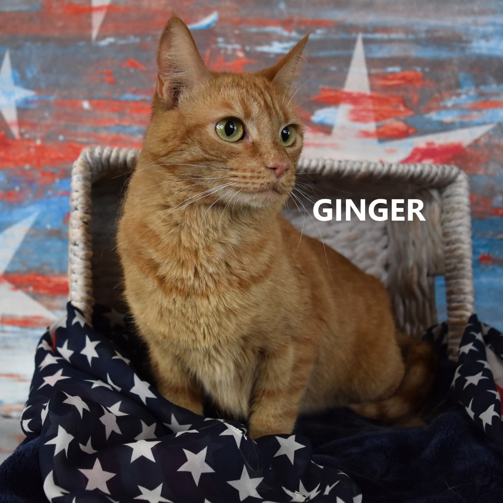Ginger