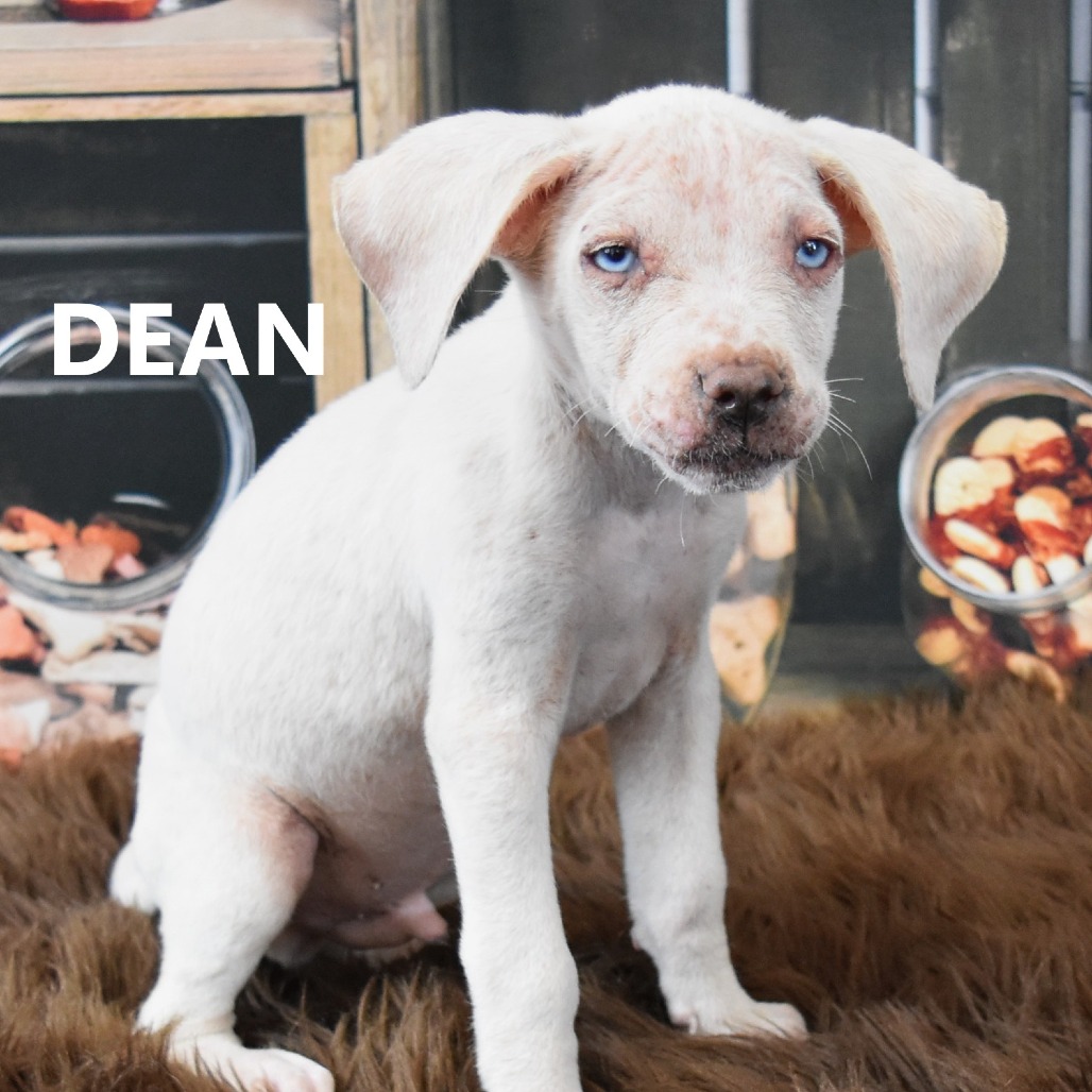 Dean