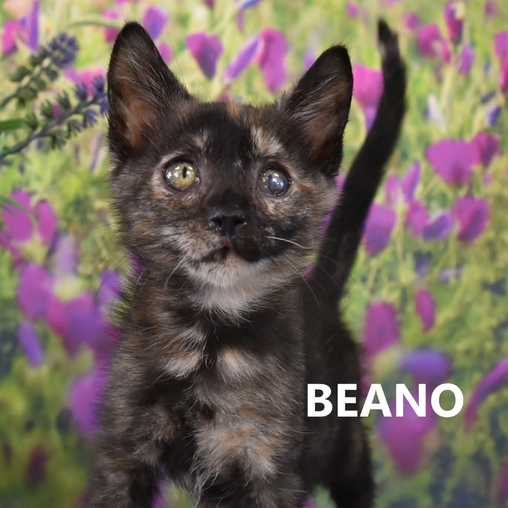 Beano