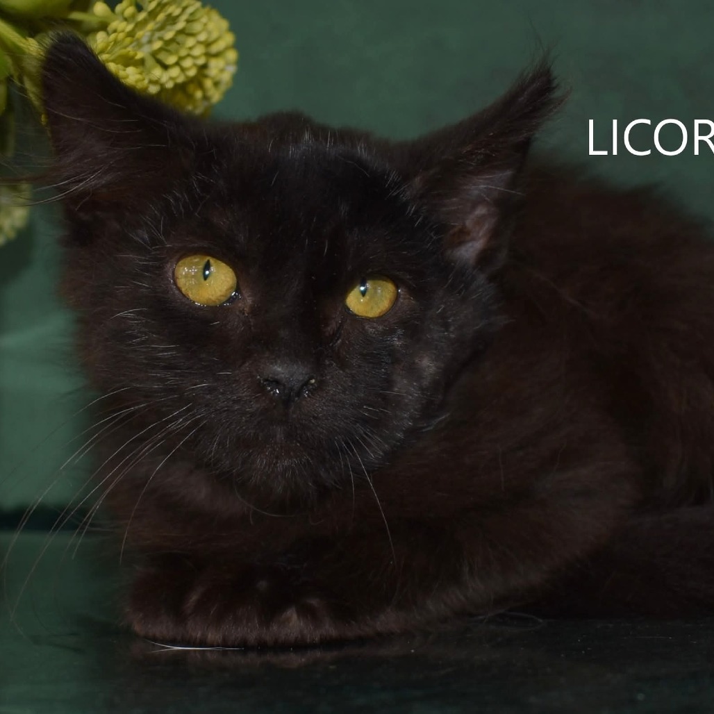 Licorice