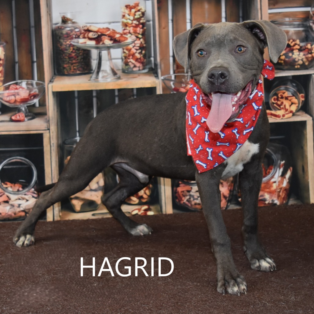 Hagrid