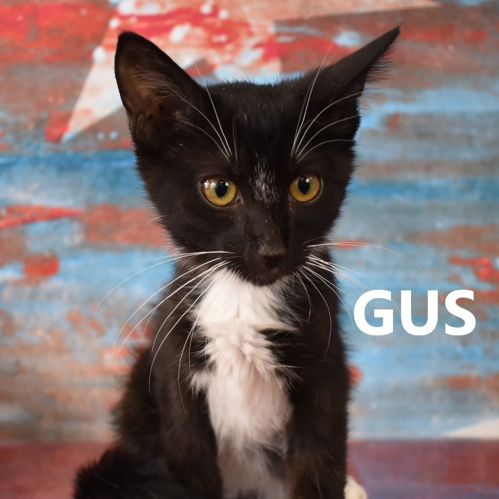 Gus