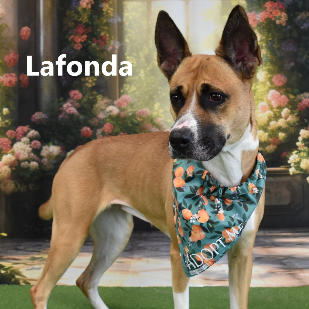 Lafonda 