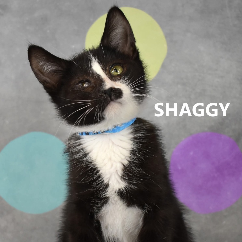 Shaggy