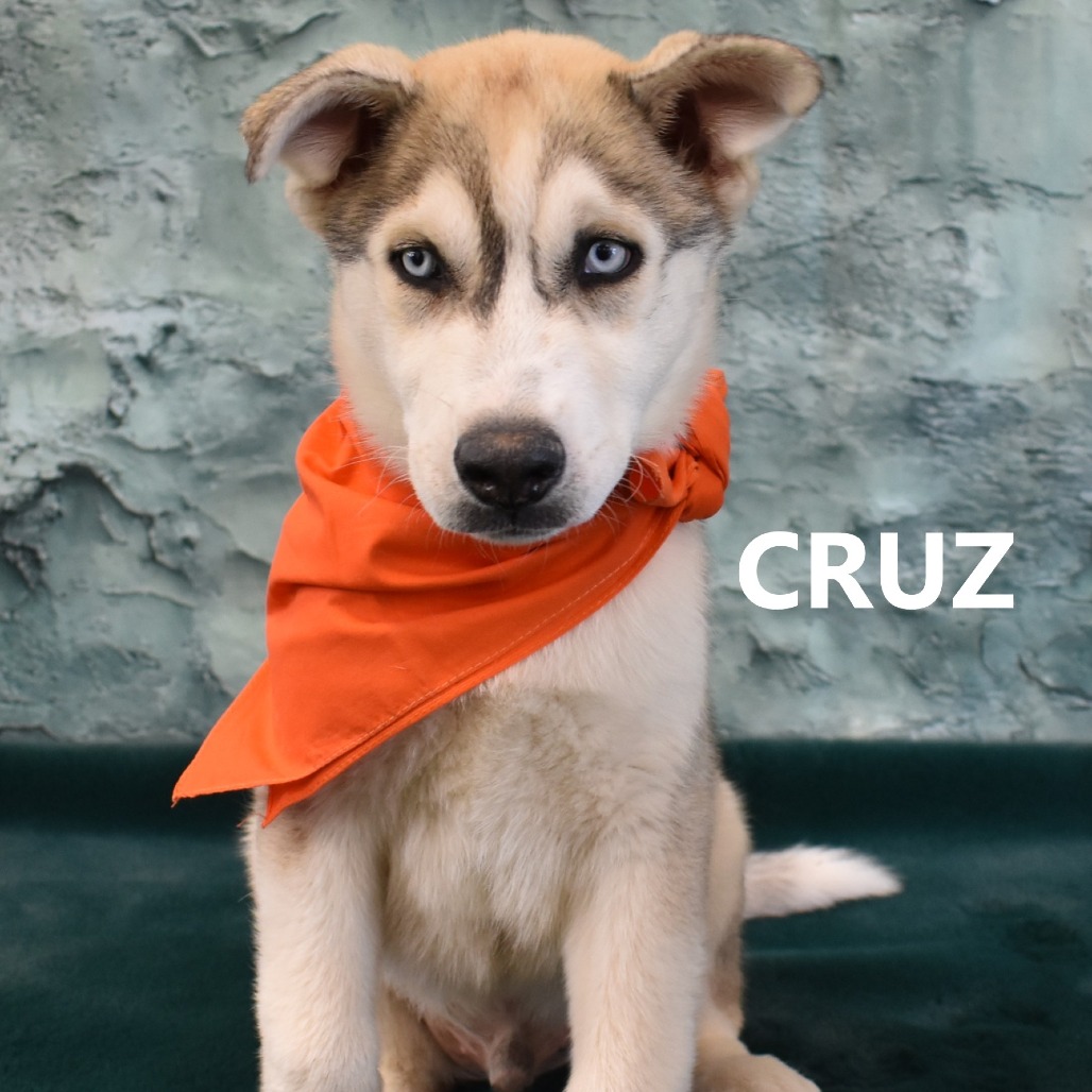 Cruz