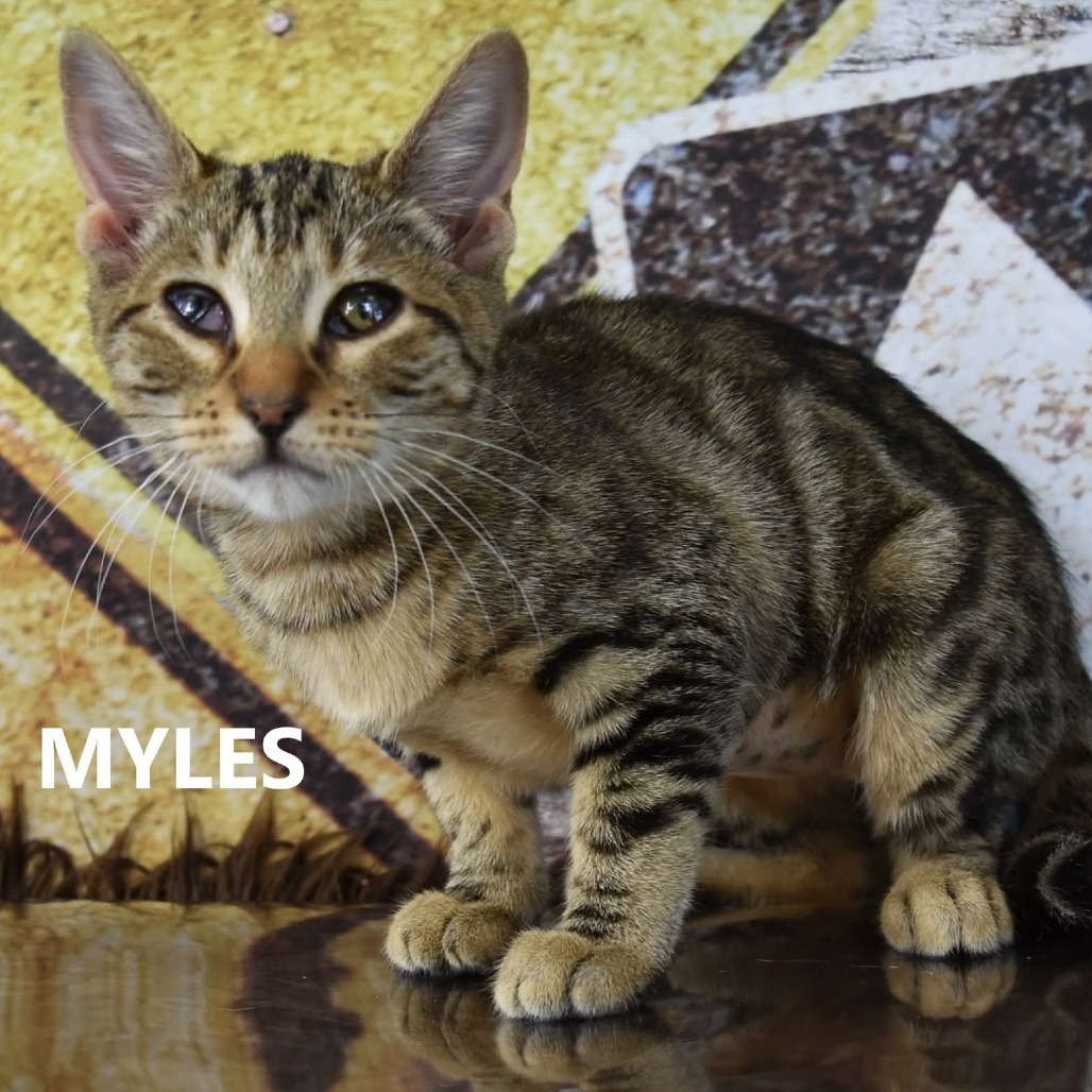 Myles