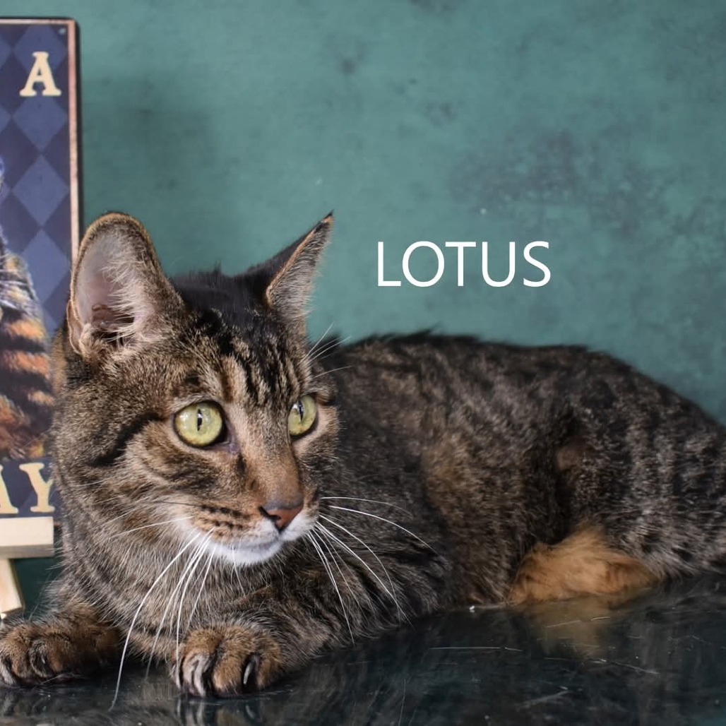 Lotus
