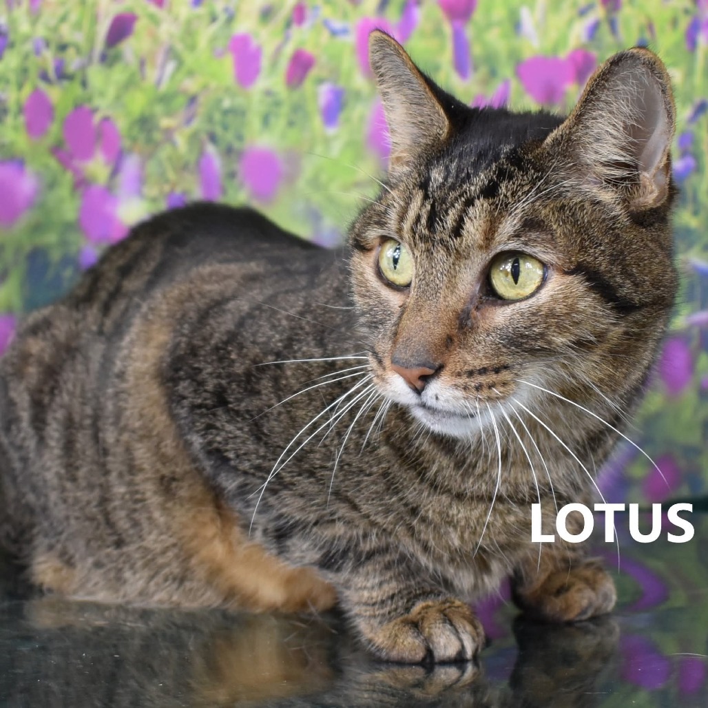 Lotus