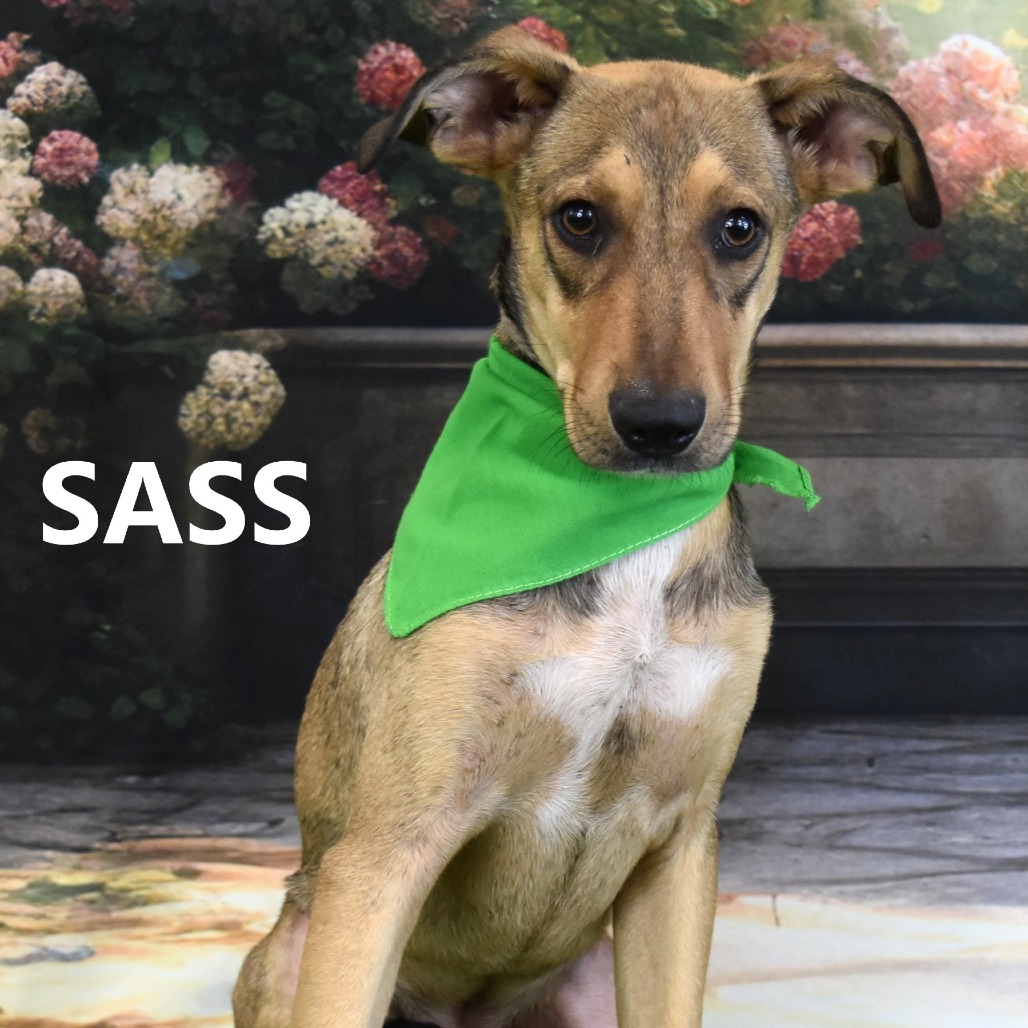 Sass