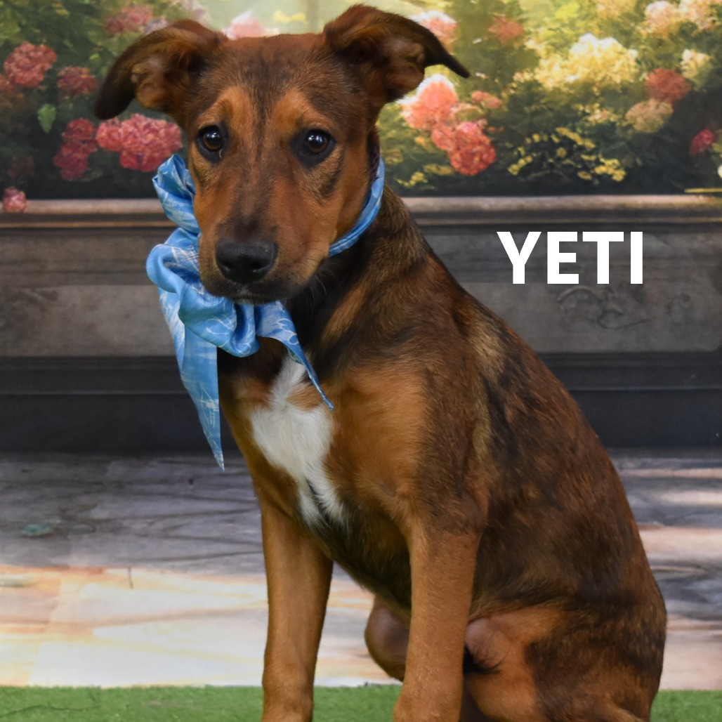 Yeti