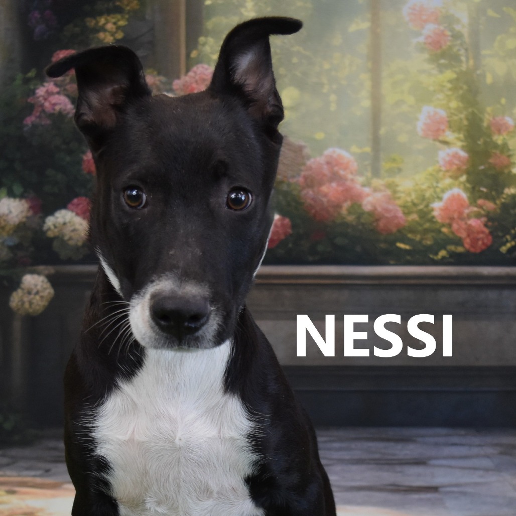 Nessi