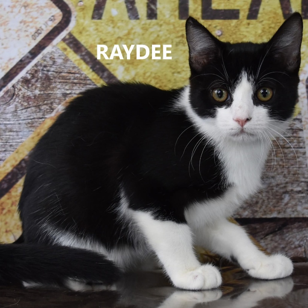 Raydee