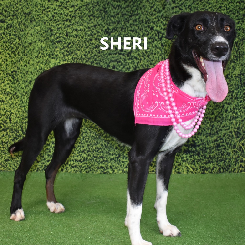 Sheri