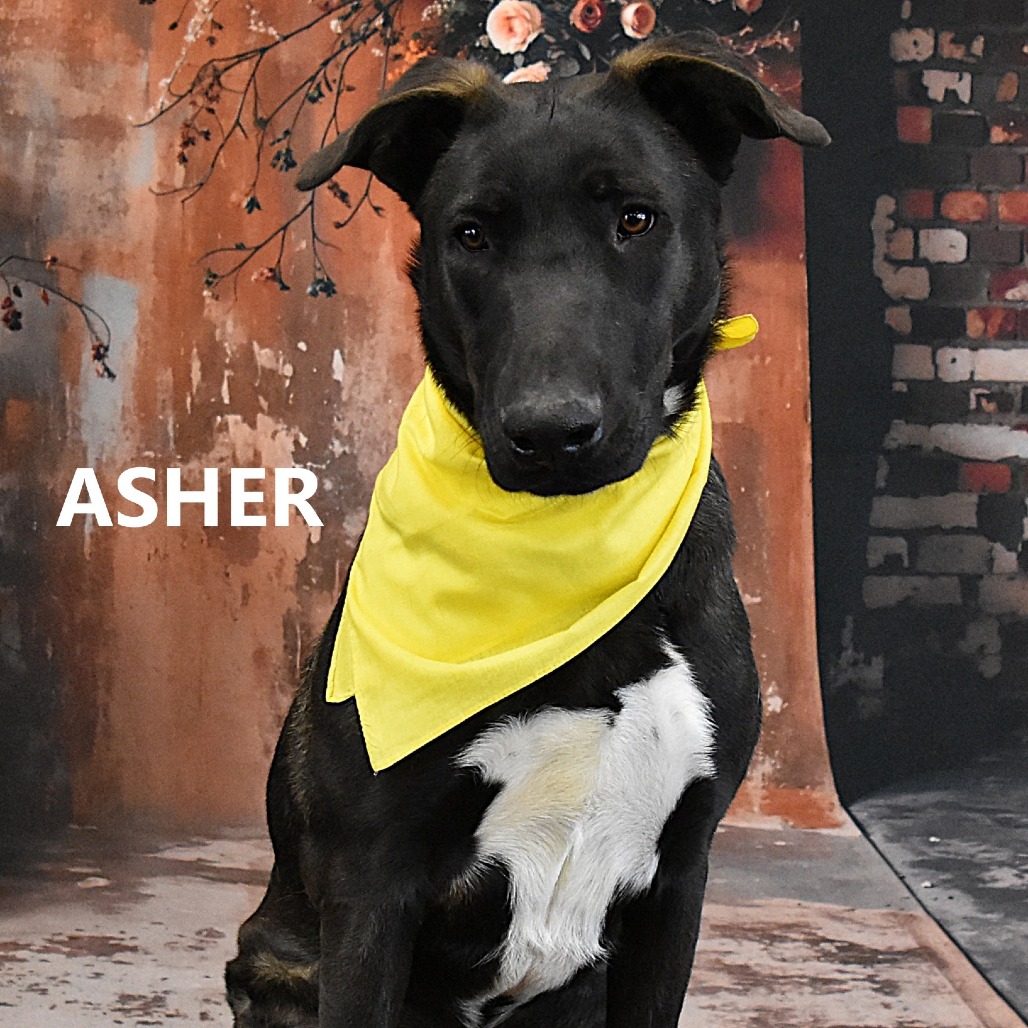 Asher