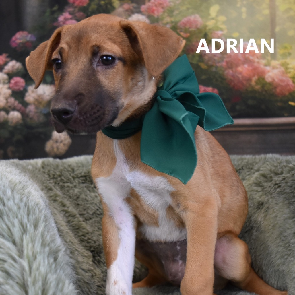 Adrian