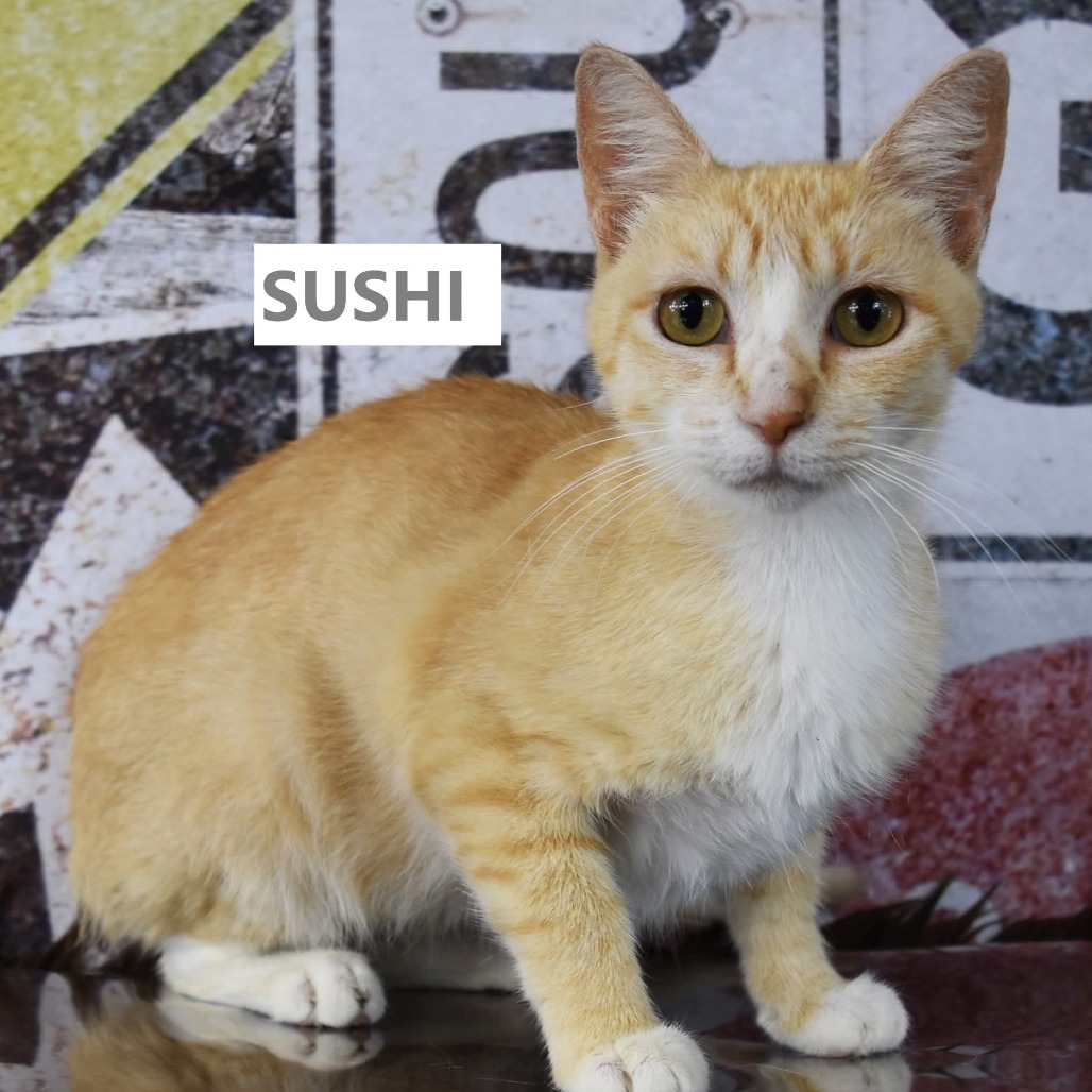 Sushi