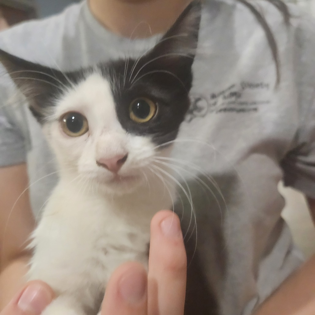Pip
