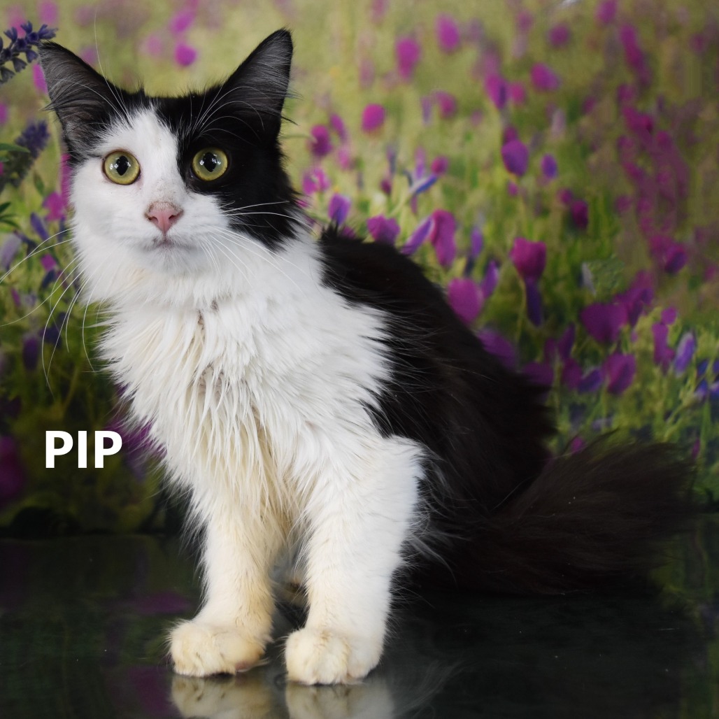 Pip