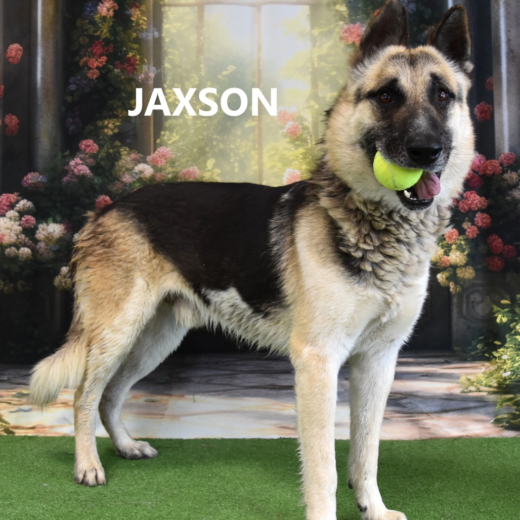 Jaxson