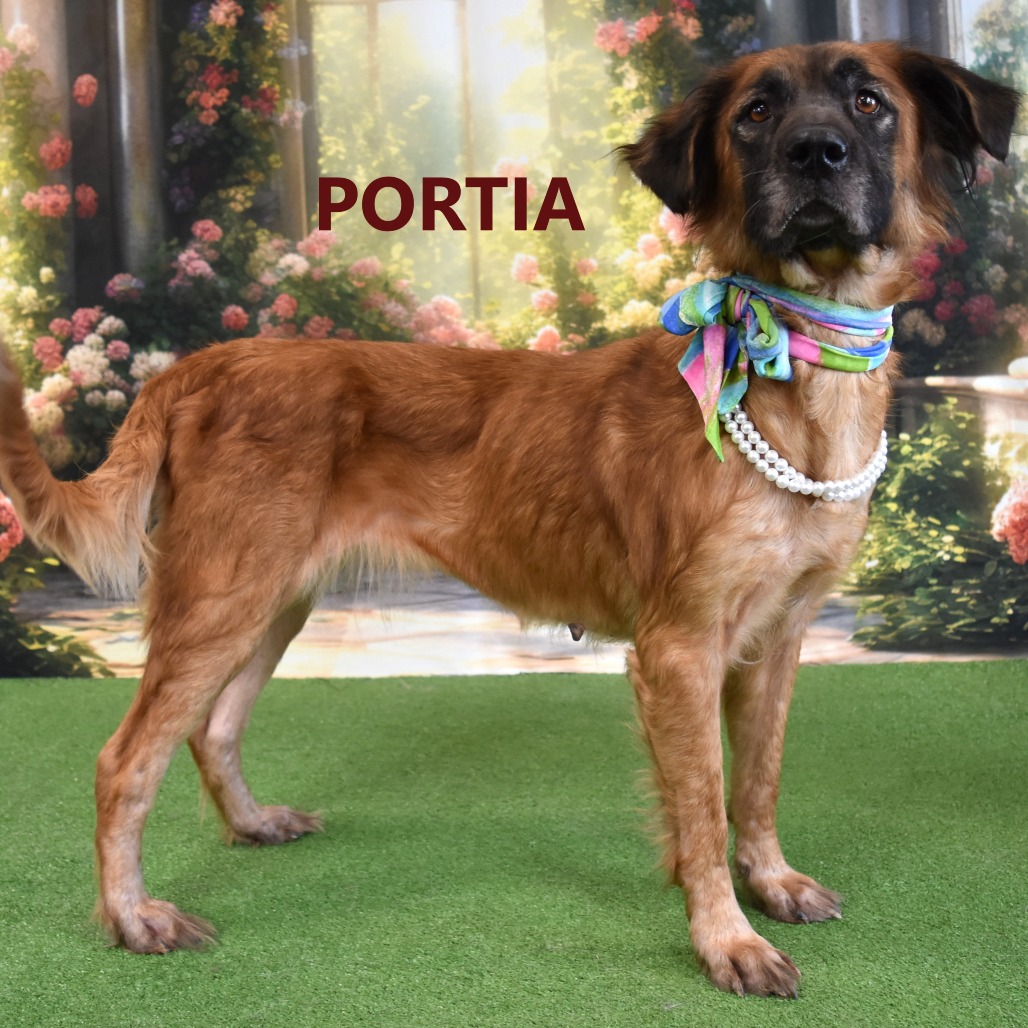 Portia