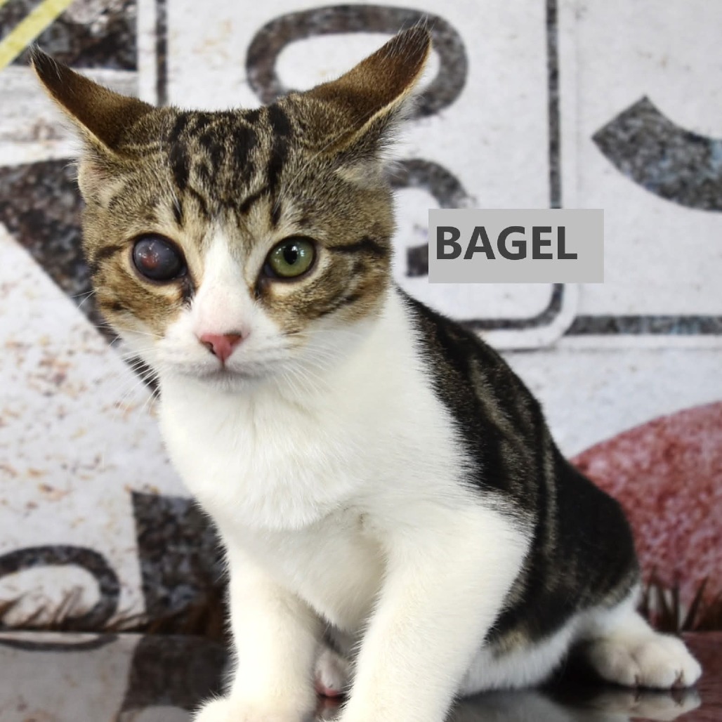 Bagel