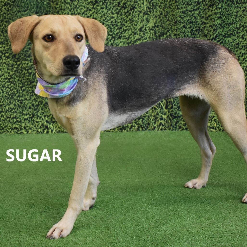 Sugar