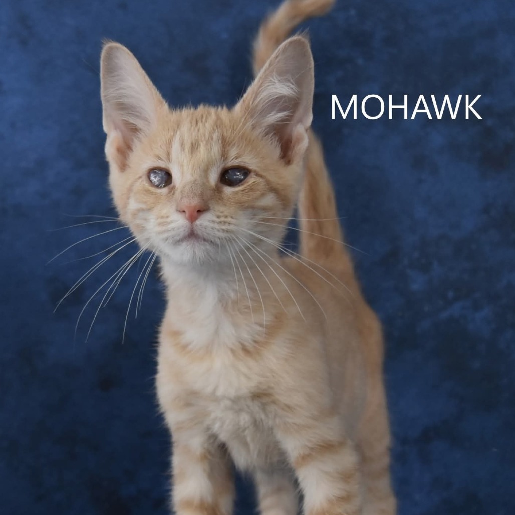 Mohawk