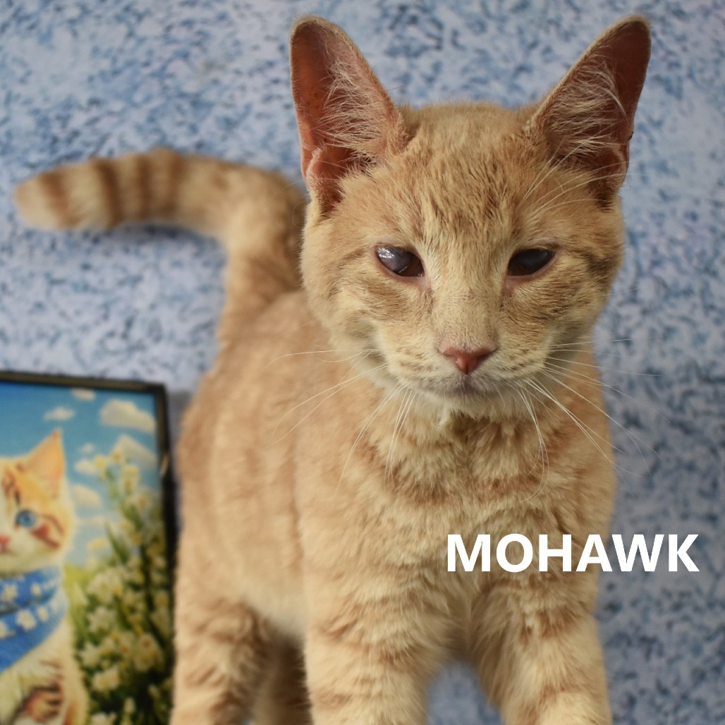 Mohawk