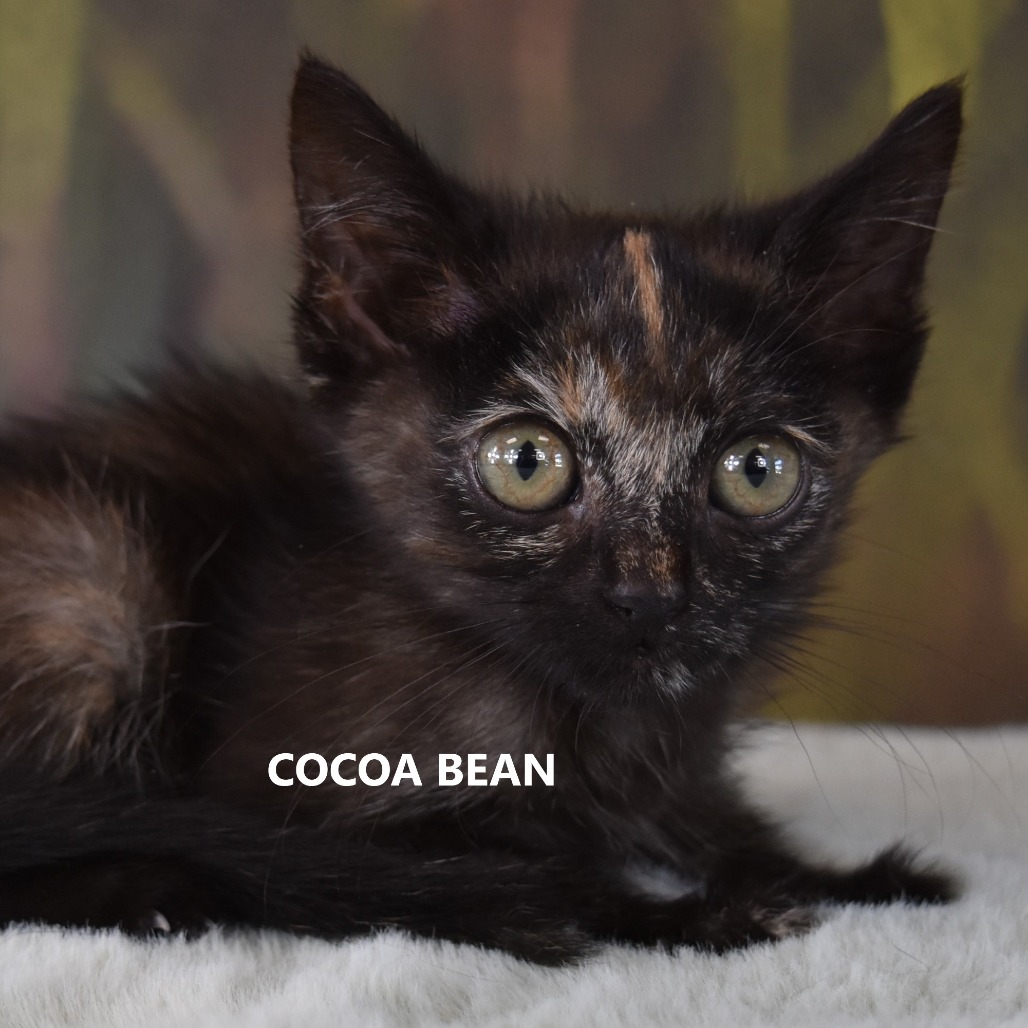 Cocoa Bean