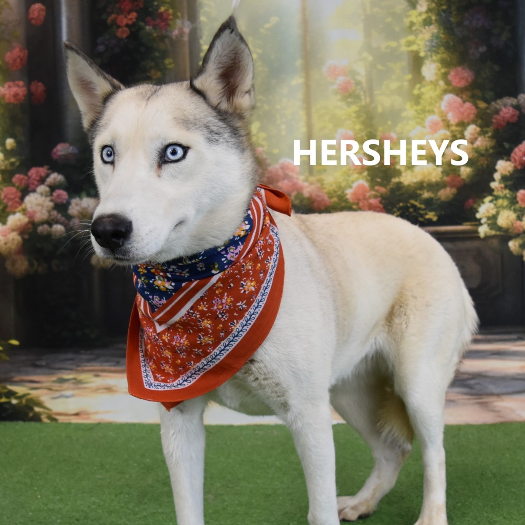 Hersheys