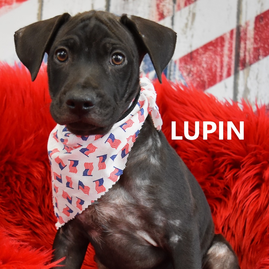 Lupin