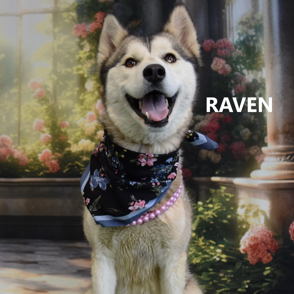 Raven