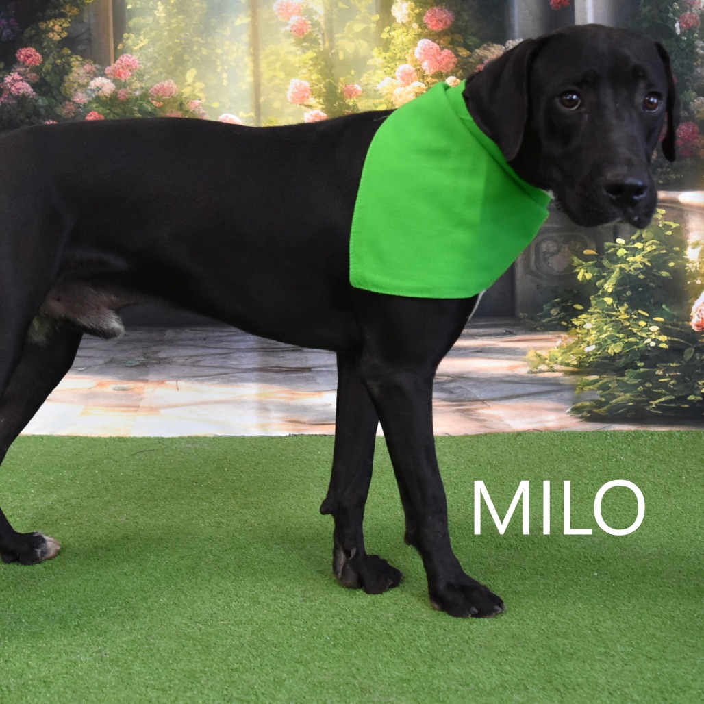 Milo