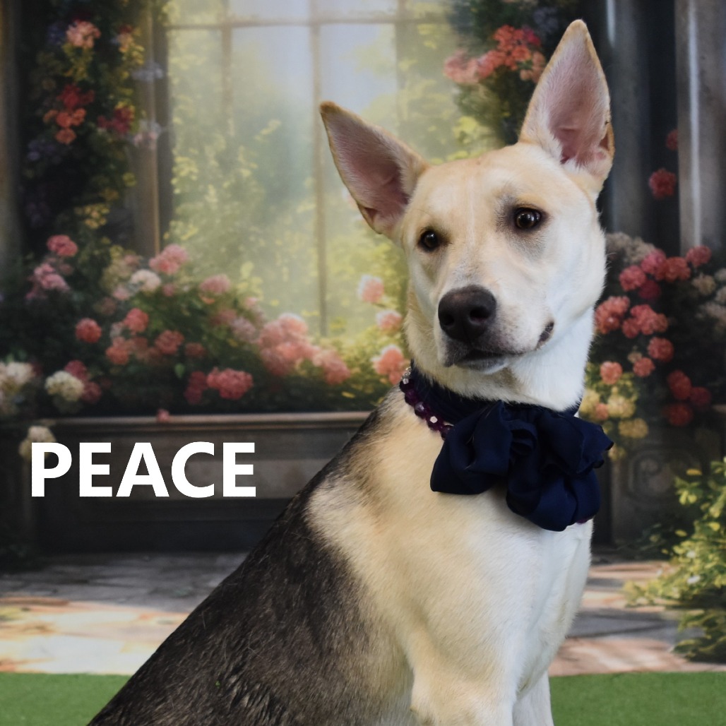 Peace