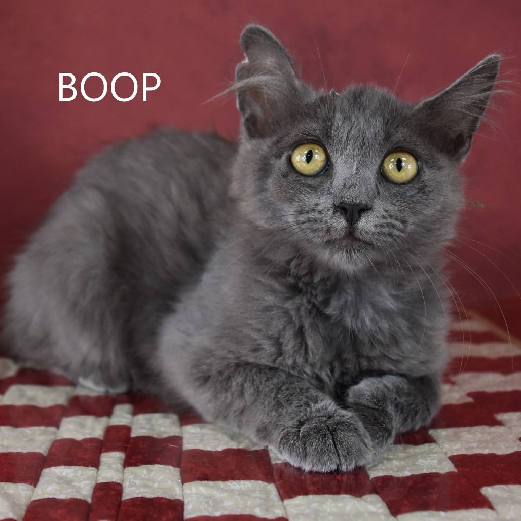 Boop