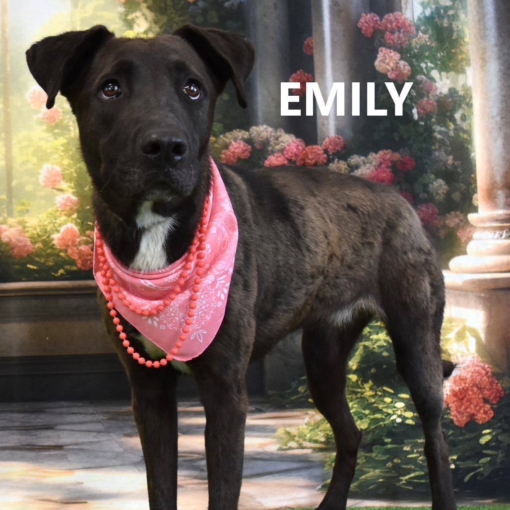 Emily 
