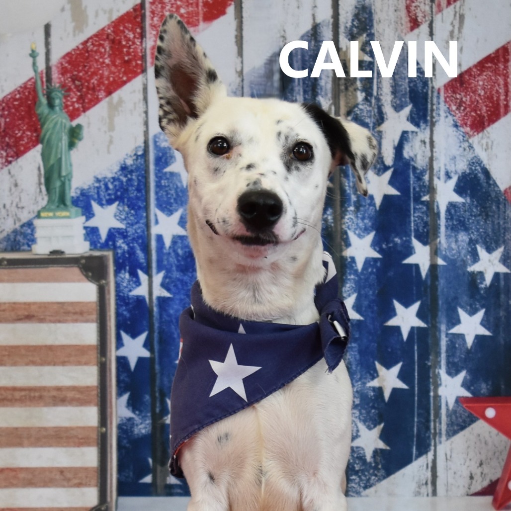 Calvin