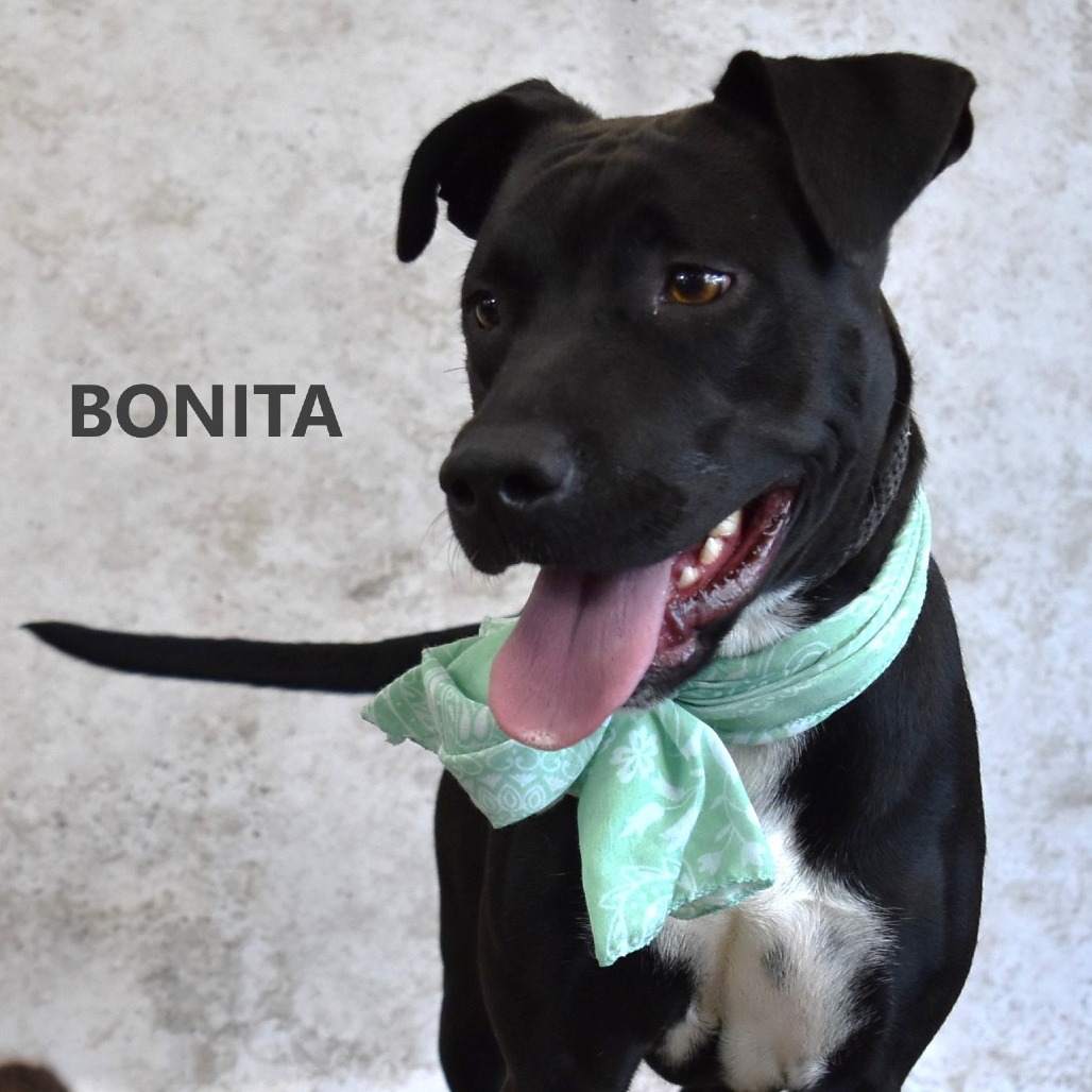 Bonita