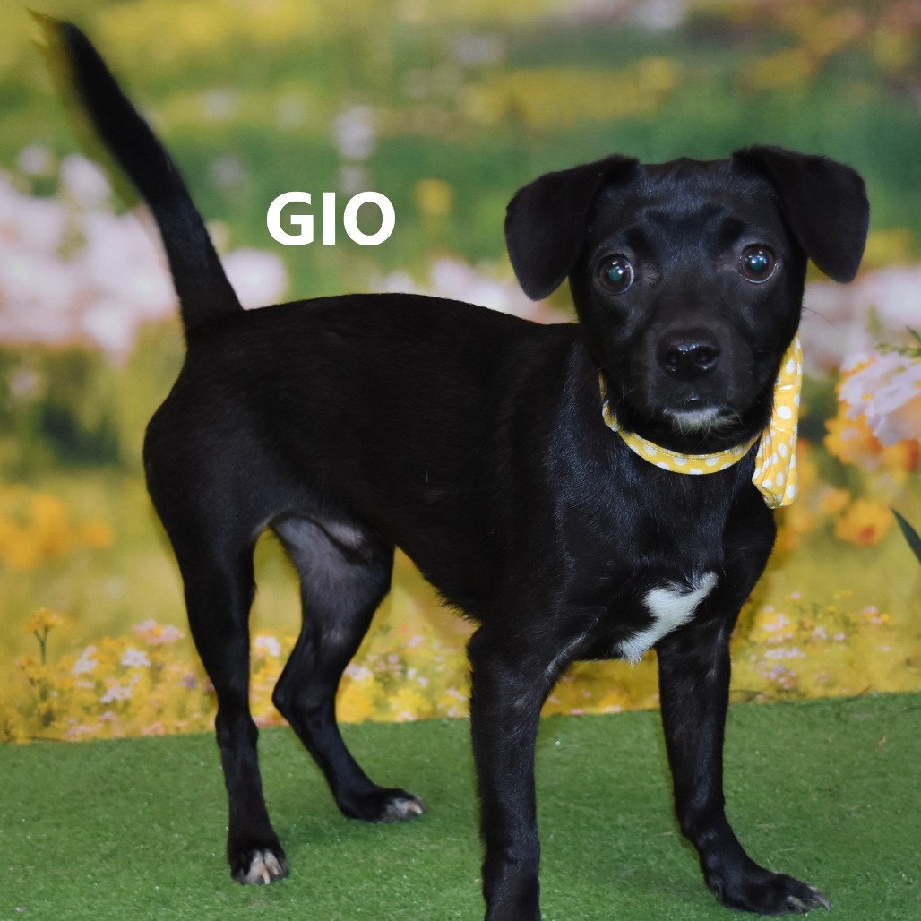 Gio