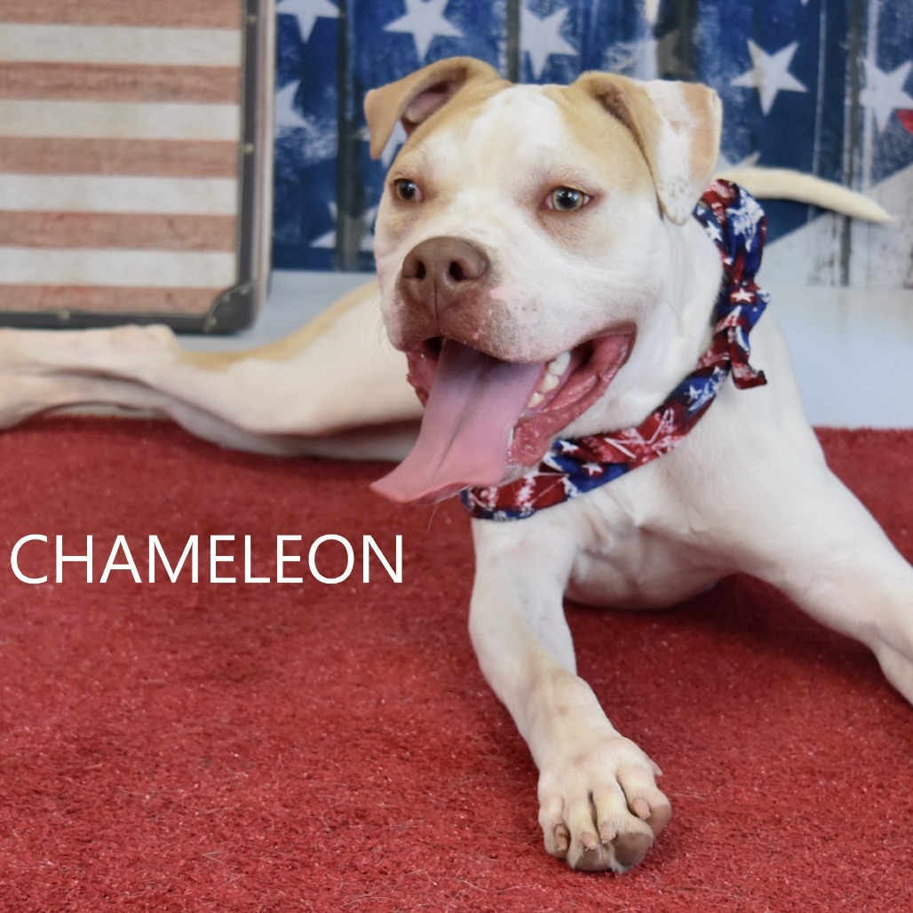 Chameleon